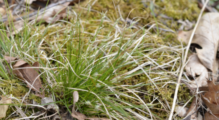 Sedge grass on sale